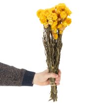 Artikel Strohblume Gelb getrocknet Helichrysum Trockenblumen Deko Bund 100g