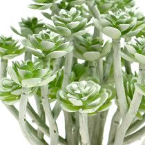Sukkulente Echeveria 17cm Grau 3St