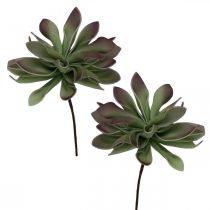 Sukkulente Grün, Bordeaux 10cm 12St