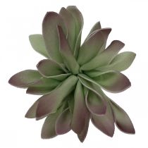 Sukkulente Grün, Bordeaux 10cm 12St