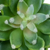 Sukkulente Steinrose Grün Ø10cm H11cm 3St
