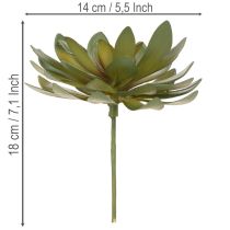 Artikel Künstliche Sukkulenten grün 18cm 3er-Set aus Kunststoff
