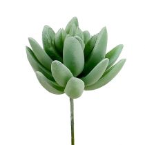 Artikel Sukkulente Echeveria Ø6,5cm L11cm 6St