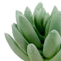 Sukkulente Echeveria Ø6,5cm L11cm 6St
