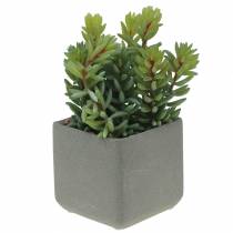 Sukkulente Schlangen-Fetthenne im Topf H16cm