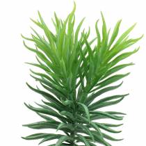 Sukkulente Senecio Kreuzkraut Grün 20cm