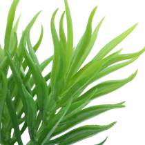 Sukkulente Senecio Kreuzkraut Grün 20cm