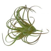 Tillandsien sortiert 8cm 3St
