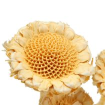 Artikel Getrocknete Protea Susanne Rosette gebleicht, ca. 20–26 cm, 25 Stück
