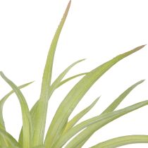 Artikel Tillandsie Grün Künstliche Pflanzen mit Stab Ø17cm 3 St