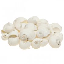 Tischdeko Maritim, leere Schneckenhäuser Weiß 3–4,5cm 500g