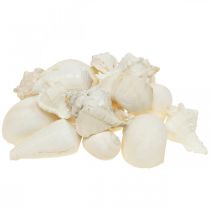 Tischdeko Maritim, Leere Schneckenhäuser Weiß 4–5cm Mix 500g