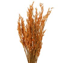 Artikel Trocken Deko Hafer Deko in Orange L64cm 70-75g 2St