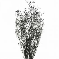 Artikel Trockenblume Massasa Schwarz Naturdeko 50-55cm Bund von 10St