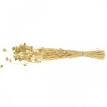 Artikel Trockenblume Phalaris, Dekogras-Bund, Trockenfloristik, Boho Natur, gebleicht L55cm 100g