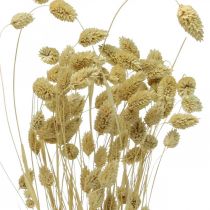 Trockenblume Phalaris, Dekogras-Bund, Trockenfloristik, Boho Natur, gebleicht L55cm 100g