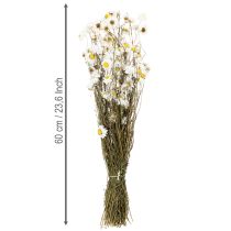 Artikel Trockenblumen Acroclinium Weiß Naturbund 60cm 80g
