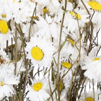Artikel Trockenblumen Acroclinium Weiß Naturbund 60cm 80g