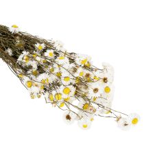 Artikel Trockenblumen Acroclinium Weiß Naturbund 60cm 80g