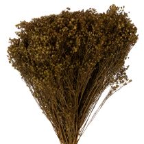 Artikel Trockenblumen Broom Bloom Olivgrün 160g 48cm
