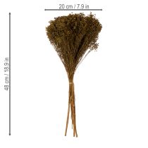 Artikel Trockenblumen Broom Bloom Olivgrün 160g 48cm