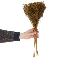 Artikel Trockenblumen Broom Bloom Olivgrün 160g 48cm