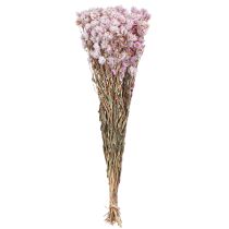 Artikel Trockenblumen Bund Trockendeko Kamille Pink 65cm 50g