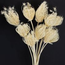 Artikel Gebleichte Trockenblumen Fenchelstrauß 10 Stiele dekorativ