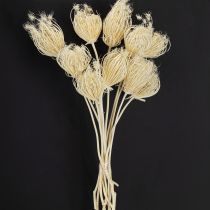 Artikel Gebleichte Trockenblumen Fenchelstrauß 10 Stiele dekorativ