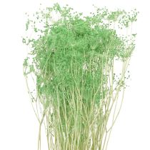 Artikel Trockenblumen Doldenblütler Umbellifera Grün 70-80cm 150g