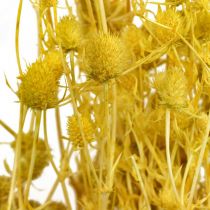 Artikel Gefärbte Erdbeerdisteln Gelb 100g Trockenblumen für Dekoration
