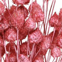 Artikel Trockenblumen Rosa Trockendistel Erdbeerdistel Gefärbt 50cm 100g