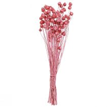 Artikel Trockenblumen Rosa Erdbeerdisteln Gefärbt 50cm 100g