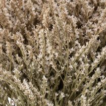 Artikel Strandflieder Trockenblume Natur gebündelt 1 kg