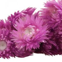 Artikel Trockenblumen Bund Lila Strohblumen H42cm Natur