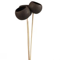 Artikel Trockenblumen Deko Bell Cups am Stiel Schwarz 44cm 3 St