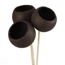 Artikel Trockenblumen Deko Bell Cups am Stiel Schwarz 44cm 3 St