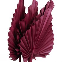 Artikel Trockenblumen Deko, Palmspear getrocknet Weinrot 37cm 4St