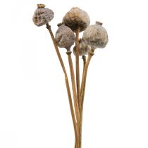 Artikel Trockenblumen Mohnkapseln Groß Natur Deko Mohn 5 St