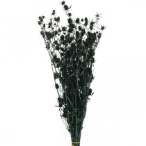 Trockendistel Schwarz Erdbeerdistel Trockenblumen 100g