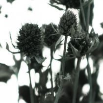 Trockendistel Schwarz Erdbeerdistel Trockenblumen 100g