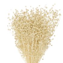 Artikel Trockengras Flachs getrocknet Natur gebleicht 50-55cm 180g