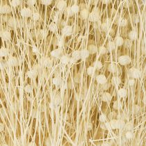 Artikel Trockengras Flachs getrocknet Natur gebleicht 50-55cm 180g