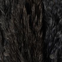 Artikel Trockengras Riedgras Schwarz 70cm Dekoration 10 Stück
