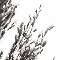 Artikel Trockengras Riedgras Schwarz 70cm Dekoration 10 Stück