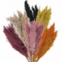 Artikel Trockengras Riedgras getrocknet Verschiedene Farben 70cm 10 St