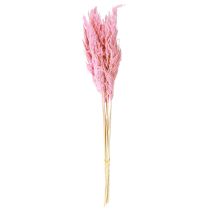 Artikel Trockengras Rosa Deko Riedgras Pampas 70cm 10 St