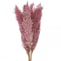 Trockengras Riedgras getrocknet Dekogras Rosa 70cm 10St