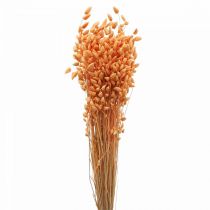Trockenstrauß Zittergras Apricot Briza Ziergras 55cm 50g