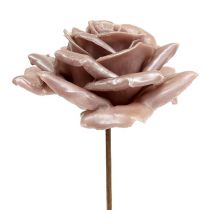 Wachsrose Champagner Mix Ø10cm 6St
